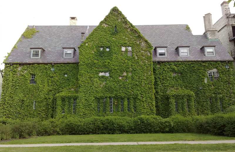Illustration for article titled The Most Colorful Houses Engulfed in Vegetation